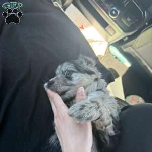 Lyla, Border Collie Mix Puppy